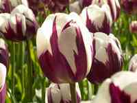 Historie van TFT: historie van Dr. Callahan Historie van TFT: historie van Dr. Callahan