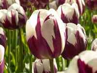 Historie van TFT: historie van Dr. Callahan Historie van TFT: historie van Dr. Callahan